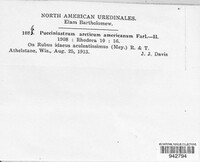 Aculeastrum americanum image